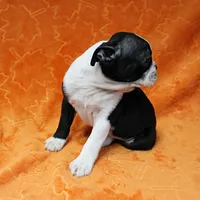 AKC Lacy's B&W Male Puppy 5, a male Boston Terrier for sale in Mount Olive, NC – Photo 3 of 10