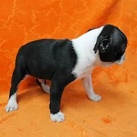 AKC Lacy's B&W Male Puppy 5, a male Boston Terrier for sale in Mount Olive, NC – Photo 8 of 10