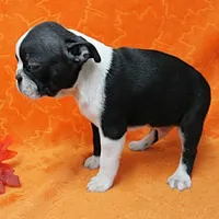 AKC Lacy's B&W Male Puppy 5, a male Boston Terrier for sale in Mount Olive, NC – Photo 5 of 10