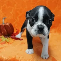 AKC Lacy's B&W Male Puppy 5, a male Boston Terrier for sale in Mount Olive, NC – Photo 1 of 10