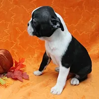 AKC Lacy's B&W Male Puppy 5, a male Boston Terrier for sale in Mount Olive, NC – Photo 10 of 10