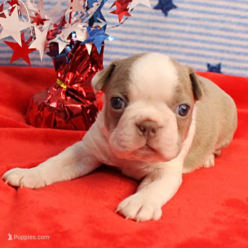 AKC Zoe's Seal & White Male Puppy 1 – Boston Terrier puppy for sale in Mount Olive, NC