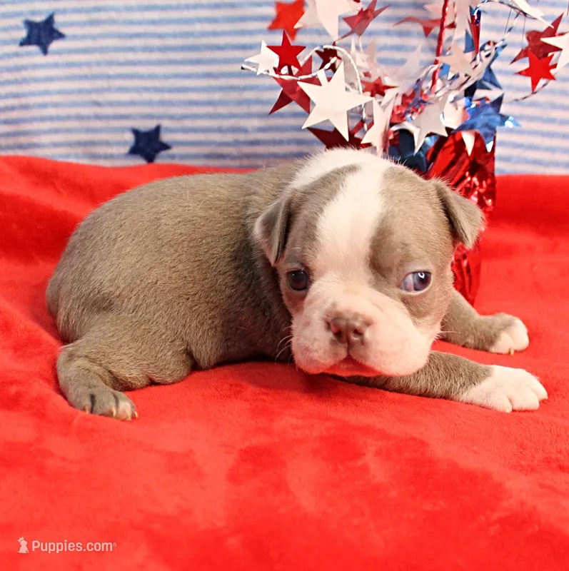 AKC Zoe's Blue & White Male Puppy 2 – Boston Terrier puppy for sale in Mount Olive, NC