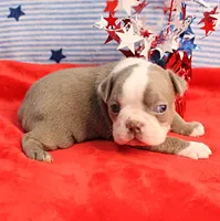 AKC Zoe's Blue & White Male Puppy 2, a male Boston Terrier for sale in Mount Olive, NC – 1 of 10