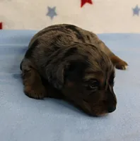 AKC Sallie's Black & Silver Dapple, Long Coat Male Puppy 3, a male Miniature Dachshund for sale in Mount Olive, NC – 3 of 10