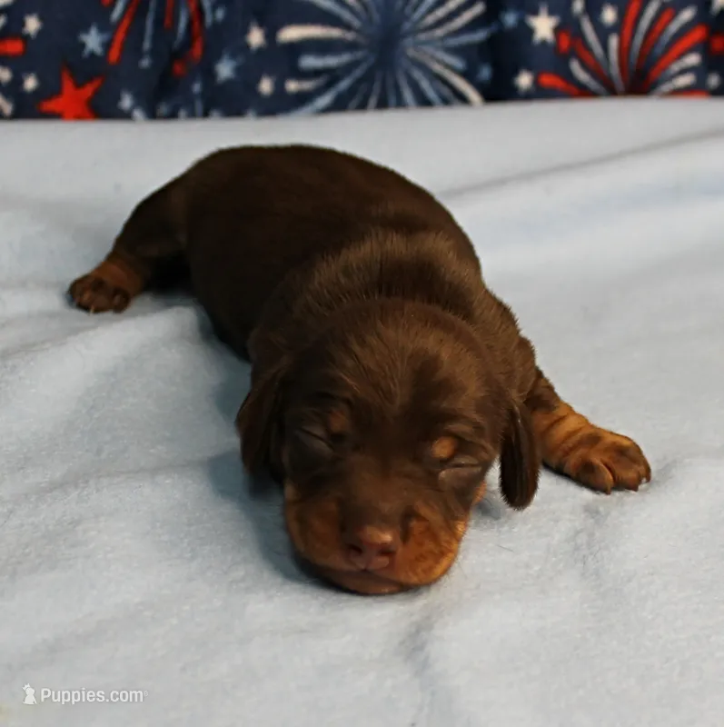 AKC Heidi's Chocolate & Tan Female Puppy 2 – Miniature Dachshund puppy for sale in Mount Olive, NC