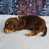 AKC Heidi's Chocolate & Tan Female Puppy 1, a female Miniature Dachshund for sale in Mount Olive, NC – 9 of 10