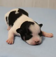 Chelsea's Black, White & Tan Party Male Puppy 2, a male Chihuahua for sale in Mount Olive, NC – 8 of 10