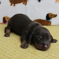AKC Robin's Chocolate & Tan Male Puppy 5, a male Miniature Dachshund for sale in Mount Olive, NC – 5 of 10