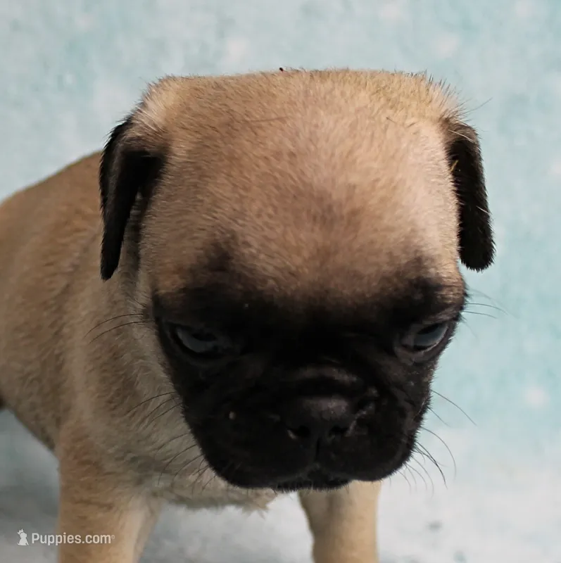 AKC Candy's Fawn Male Puppy 4 – Pug puppy for sale in Mount Olive, NC