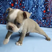 AKC Zoey's Blue & White Male Puppy 2, a male Boston Terrier for sale in Mount Olive, NC – 9 of 10