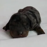 AKC Harleys Silver Dapple Female Puppy 1, a female Miniature Dachshund for sale in Mount Olive, NC – 10 of 10