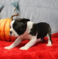 AKC Bubble's Black & White Male Puppy 2, a male Boston Terrier for sale in Mount Olive, NC – 7 of 10