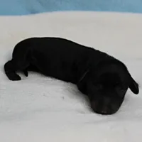 AKC Harleys Black & Tan Male Puppy 4, a male Miniature Dachshund for sale in Mount Olive, NC – 5 of 10
