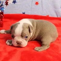 AKC Zoe's Blue & White Male Puppy 2, a male Boston Terrier for sale in Mount Olive, NC – 2 of 10