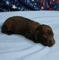 AKC Taylor's Chocolate Male Puppy 2, a male Miniature Dachshund for sale in Mount Olive, NC – 2 of 8