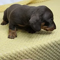 AKC Maggie's Chocolate & Tan Female Puppy 2, a female Miniature Dachshund for sale in Mount Olive, NC – 9 of 10