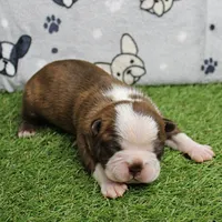 AKC Willow's Seal & White Male Puppy 5, a male Boston Terrier for sale in Mount Olive, NC – 7 of 10