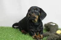 AKC Maggie's Black & Tan Male Puppy 3, a male Miniature Dachshund for sale in Mount Olive, NC – 5 of 10