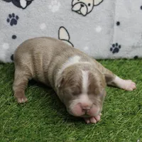 AKC Willow's Lilac & White Male Puppy 4, a male Boston Terrier for sale in Mount Olive, NC – 6 of 10
