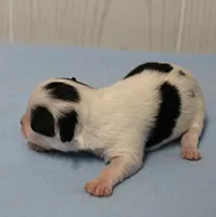 AKC Chelsea's Black, White & Tan Party Male Puppy 3, a male Chihuahua for sale in Mount Olive, NC – 5 of 6