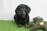 AKC Maggie's Black & Tan Male Puppy 3, a male Miniature Dachshund for sale in Mount Olive, NC – 7 of 10
