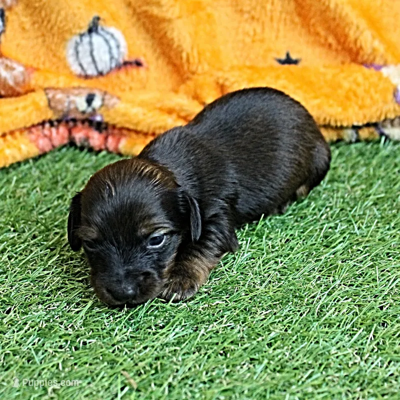 AKC Freckles Red with Black Tips Male Puppy 8 – Miniature Dachshund puppy for sale in Mount Olive, NC