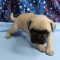 AKC Candy's Fawn Male Puppy 6, a male Pug for sale in Mount Olive, NC – 9 of 10