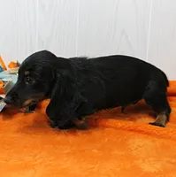 AKC Taylor's Black & Tan LH Male Puppy 1, a male Miniature Dachshund for sale in Mount Olive, NC – 7 of 10