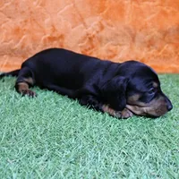 AKC Maggie's Black & Tan Female Puppy 1, a female Miniature Dachshund for sale in Mount Olive, NC – 4 of 10