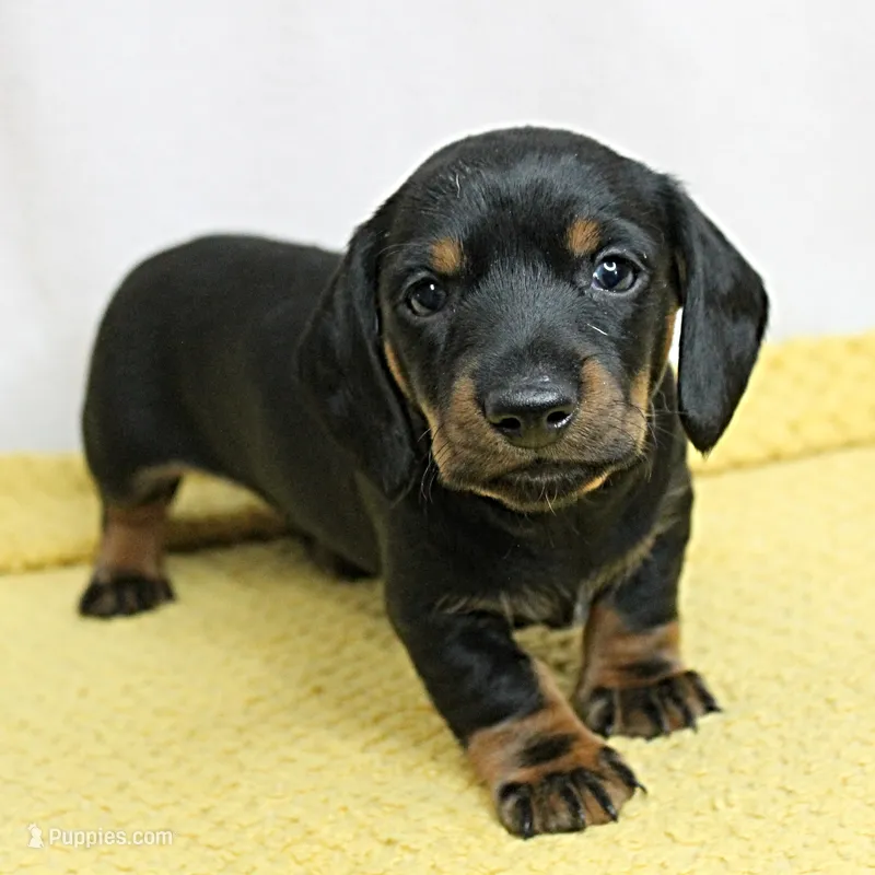 AKC Maggie's Black & Tan Male Puppy 3 – Miniature Dachshund puppy for sale in Mount Olive, NC