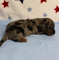 AKC Sallie's Black & Silver Dapple, Long Coat Male Puppy 3, a male Miniature Dachshund for sale in Mount Olive, NC – 8 of 10