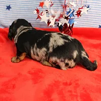 AKC Sallie's Black & Silver Dapple, Long Coat Male Puppy 4, a male Miniature Dachshund for sale in Mount Olive, NC – 10 of 10