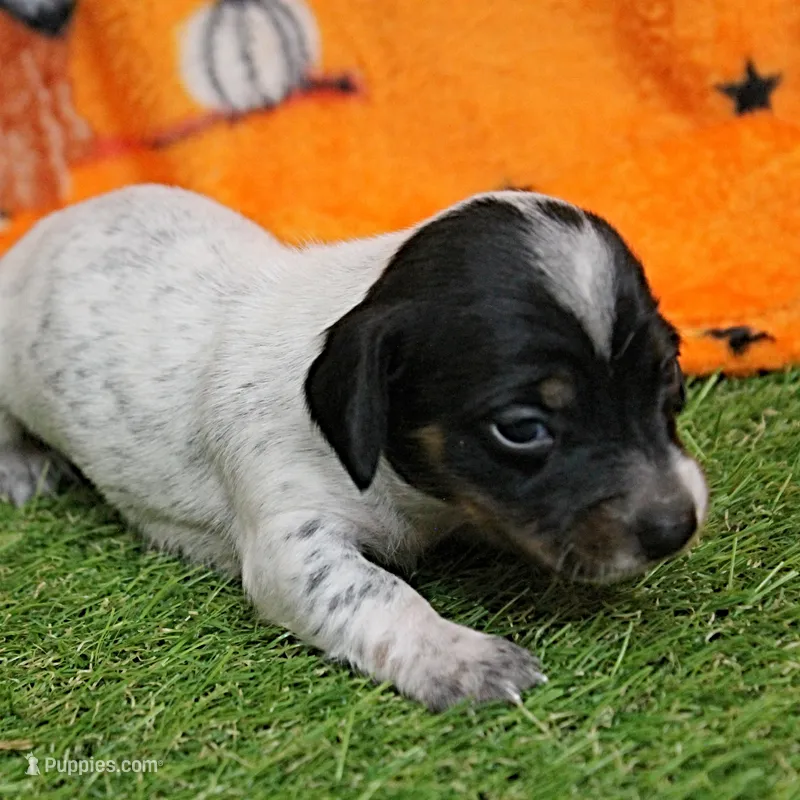 AKC Freckles Black & Tan Piebald on White Female Puppy 2 – Miniature Dachshund puppy for sale in Mount Olive, NC