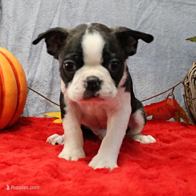 AKC Bubble's Black & White Male Puppy 2 – Boston Terrier puppy for sale in Mount Olive, NC