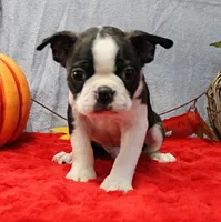 AKC Bubble's Black & White Male Puppy 2, a male Boston Terrier for sale in Mount Olive, NC – 1 of 10