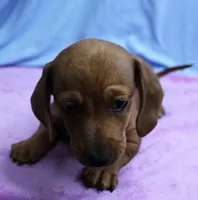 AKC Roxy's Red Shaded Dapple Male Puppy 1, a male Miniature Dachshund for sale in Mount Olive, NC – 3 of 9