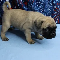 AKC Candy's Fawn Male Puppy 4, a male Pug for sale in Mount Olive, NC – 6 of 10