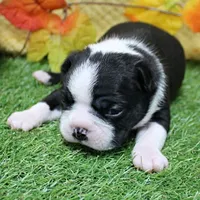 AKC Annie's Black & White Male Puppy 6, a male Boston Terrier for sale in Mount Olive, NC – 8 of 10