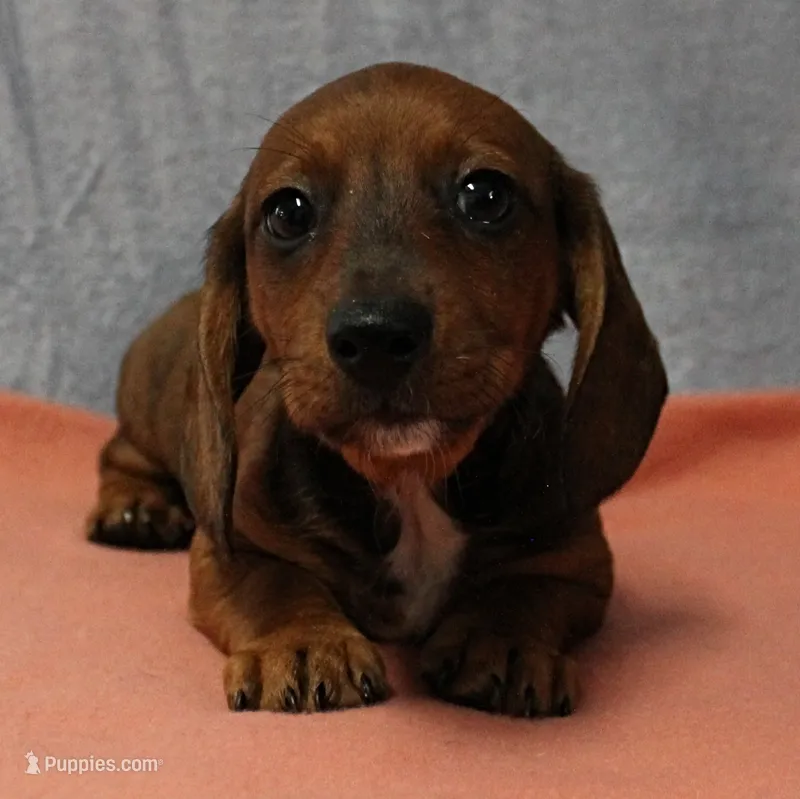 AKC Robin's Red Male Puppy 4 – Miniature Dachshund puppy for sale in Mount Olive, NC