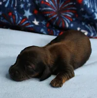 AKC Taylor's Red Sable Male Puppy 1, a male Miniature Dachshund for sale in Mount Olive, NC – 4 of 8