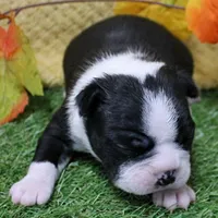AKC Annie's Black & White Male Puppy 6, a male Boston Terrier for sale in Mount Olive, NC – 10 of 10
