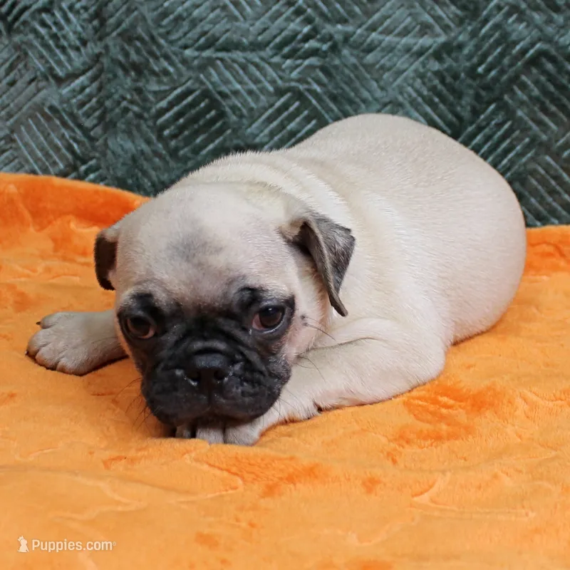 AKC Candy's Fawn Male Puppy 6 – Pug puppy for sale in Mount Olive, NC
