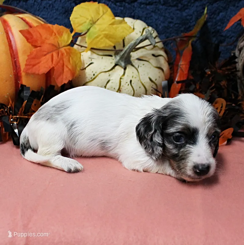 AKC Freckles Silver Piebald with White Male Puppy 6 – Miniature Dachshund puppy for sale in Mount Olive, NC