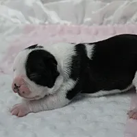 AKC Polly's Black & White Female Puppy 2, a female Boston Terrier for sale in Mount Olive, NC – 5 of 7