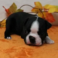 Annie's Black & White Female Puppy 4., a female Boston Terrier for sale in Mount Olive, NC – 3 of 10