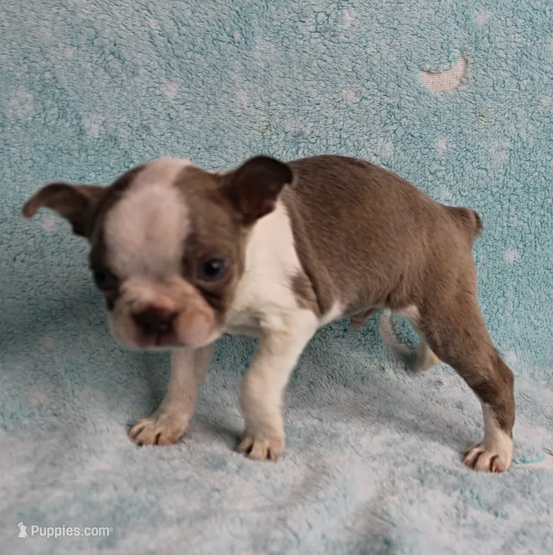 AKC Zoey's Seal & White Male Puppy 1 – Boston Terrier puppy on hold in Mount Olive, NC