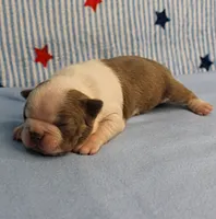 AKC Zoe's Seal & White Male Puppy 1, a male Boston Terrier for sale in Mount Olive, NC – 4 of 9