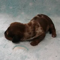 AKC Freckles Red Dapple Male Puppy 7, a male Miniature Dachshund for sale in Mount Olive, NC – 4 of 10