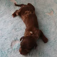 AKC Freckles Chocolate & Tan Dapple Female Puppy 5, a female Miniature Dachshund for sale in Mount Olive, NC – 5 of 10